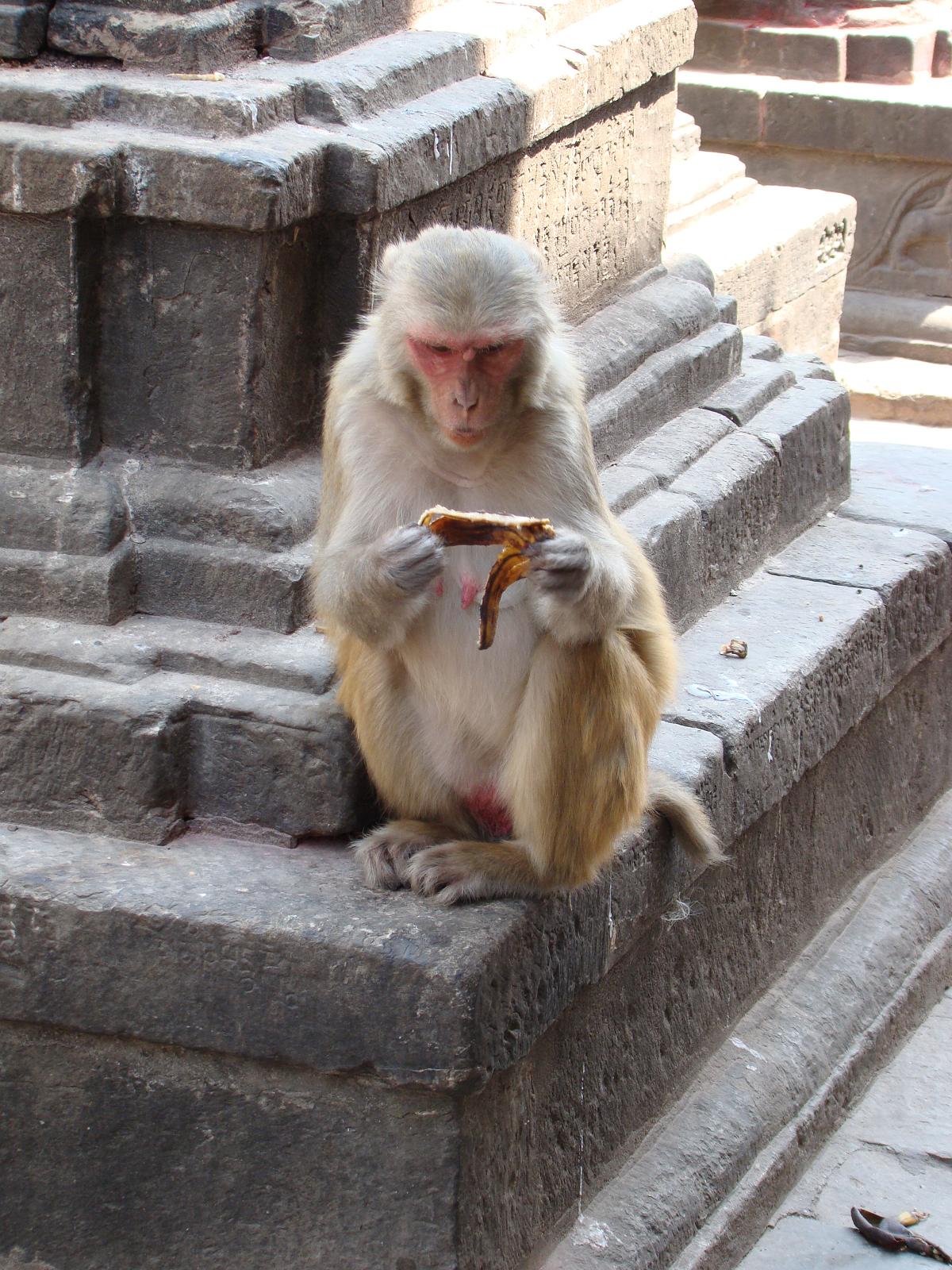 swayambhunath059.jpg