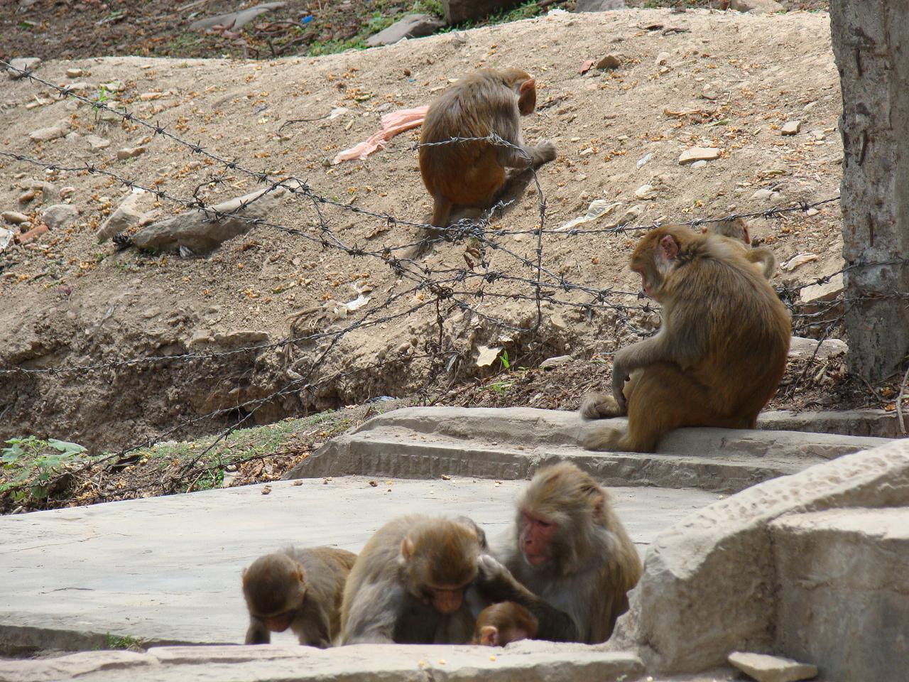 swayambhunath136.jpg