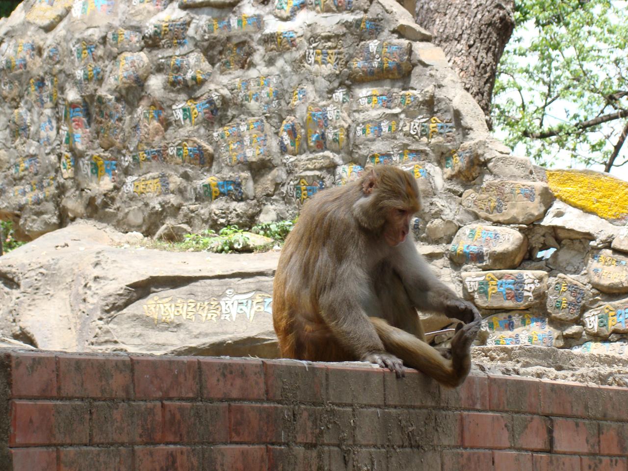 swayambhunath137.jpg