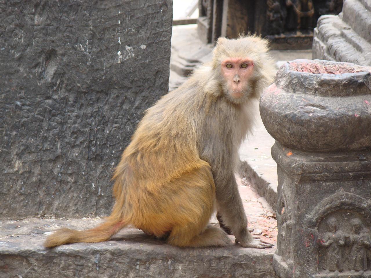 swayambhunath158.jpg
