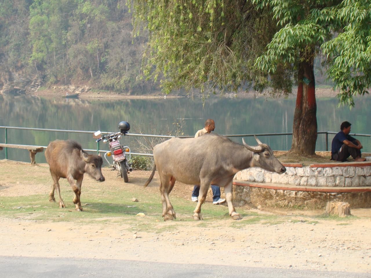 pokhara013.jpg