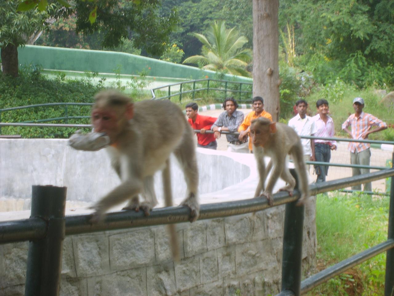 mysore_zoo017.jpg