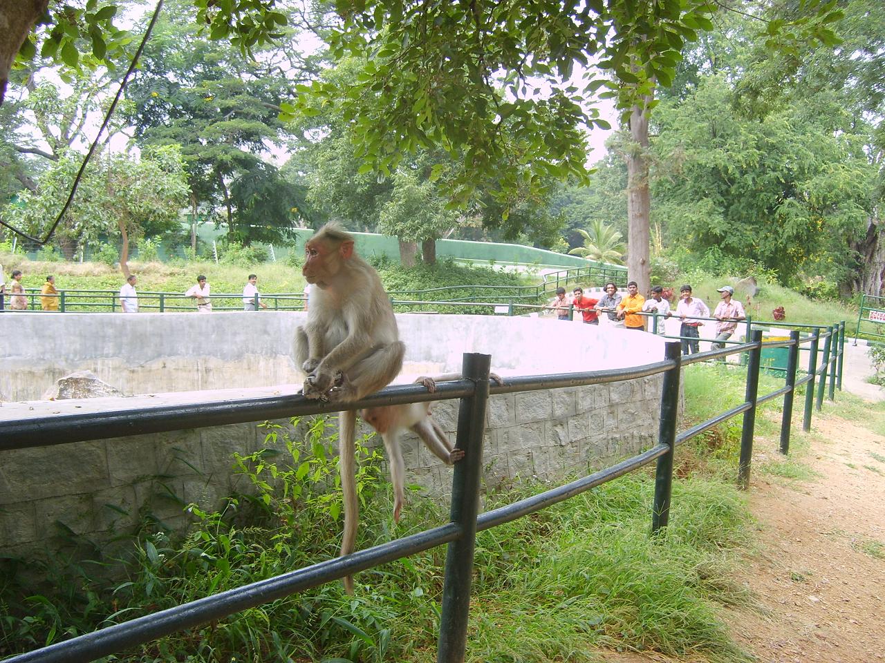 mysore_zoo018.jpg