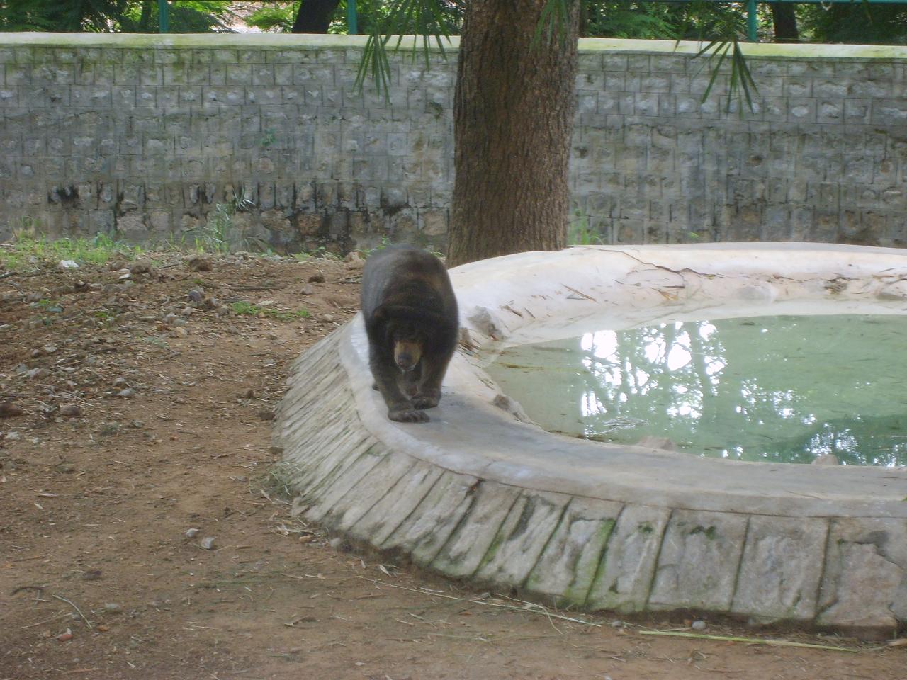 mysore_zoo130.jpg