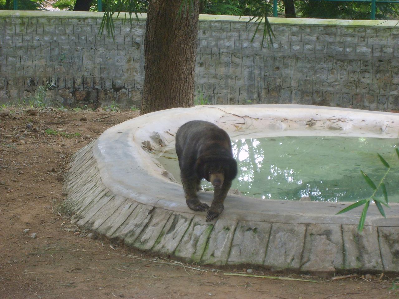 mysore_zoo131.jpg