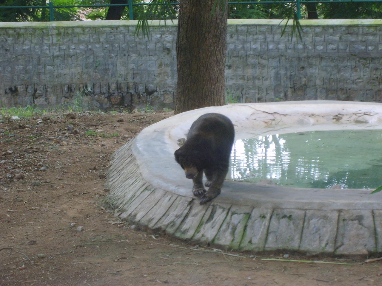 mysore_zoo133.jpg