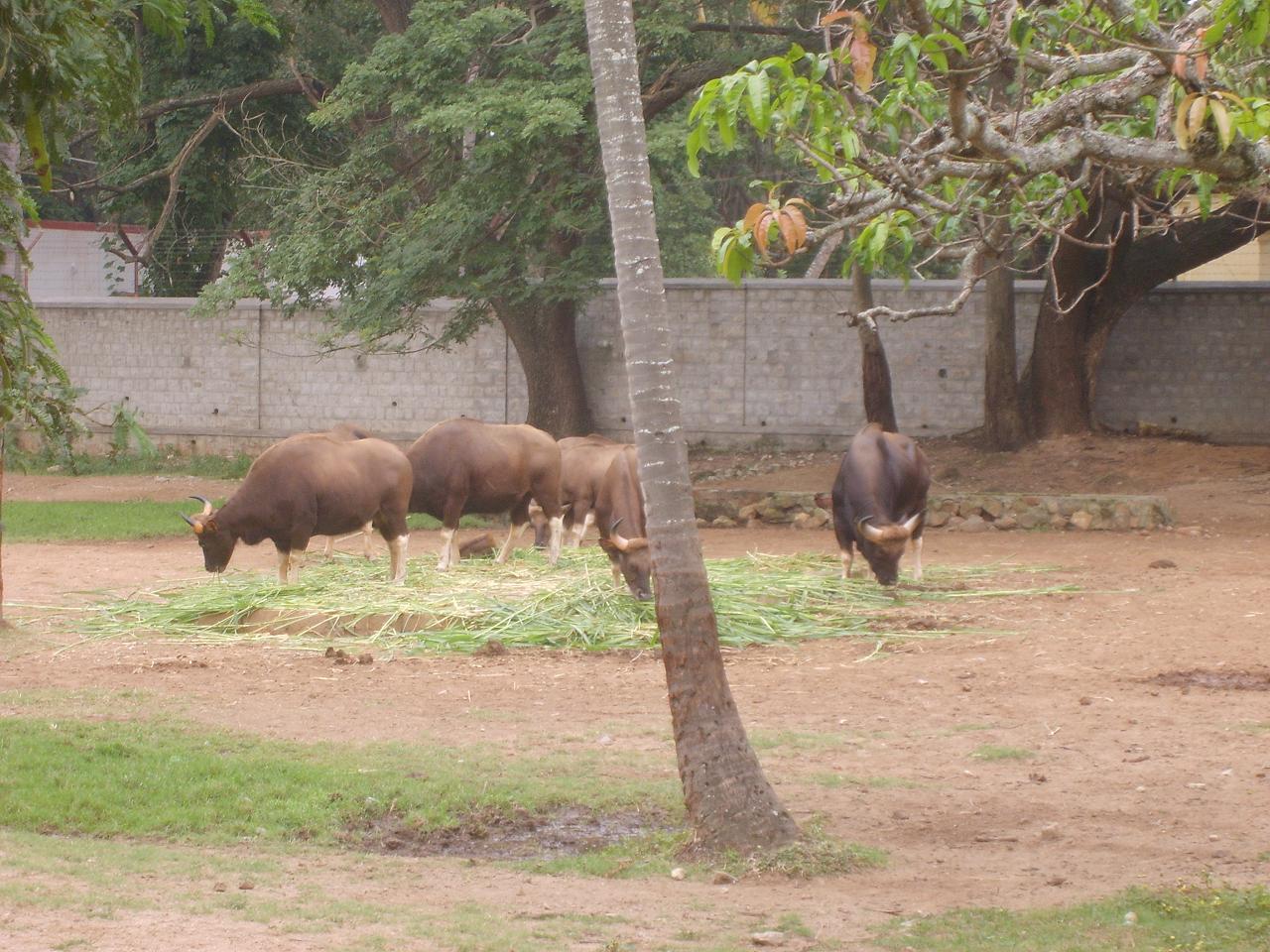 mysore_zoo135.jpg