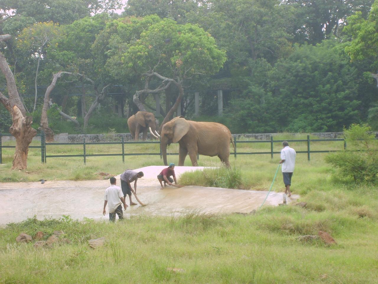 mysore_zoo136.jpg