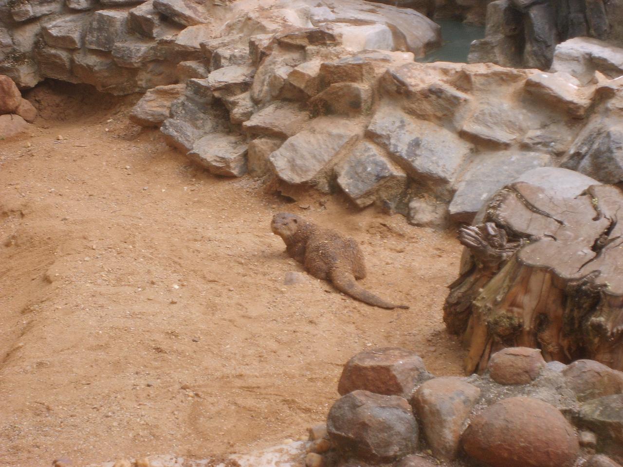 mysore_zoo137.jpg