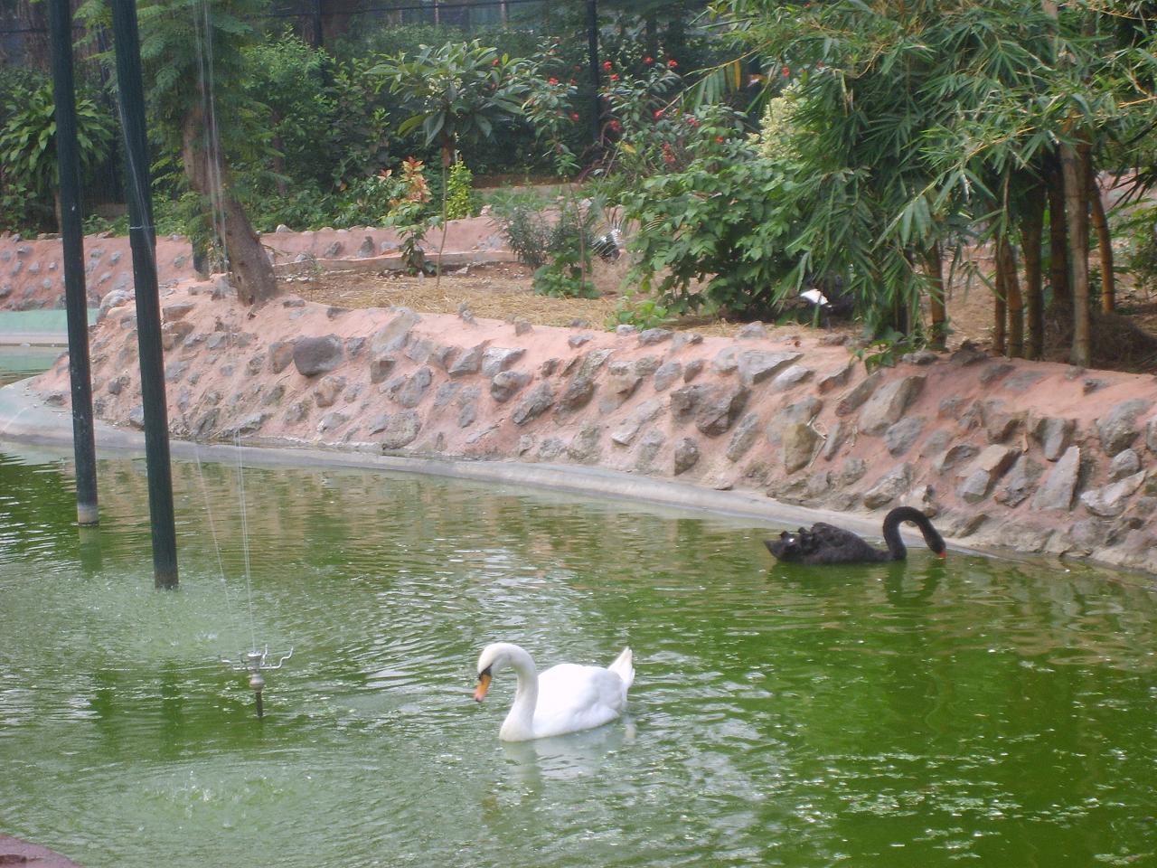 mysore_zoo191.jpg