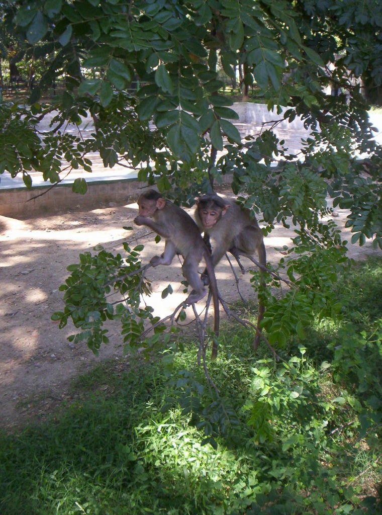 mysore_zoo275.jpg