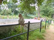 mysore_zoo018