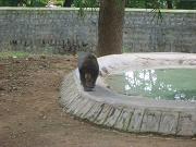 mysore_zoo130