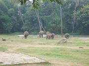 mysore_zoo134