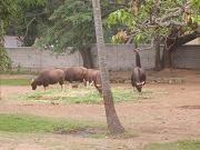 mysore_zoo135