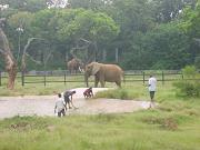 mysore_zoo136