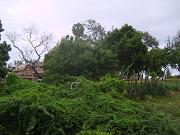 mahabalipuram108.jpg