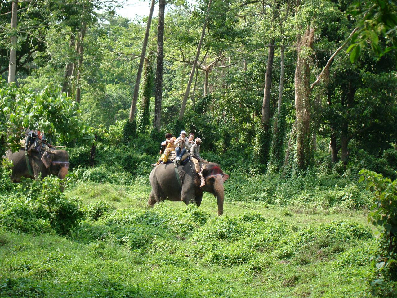 chitwan_elephant_safari019.jpg