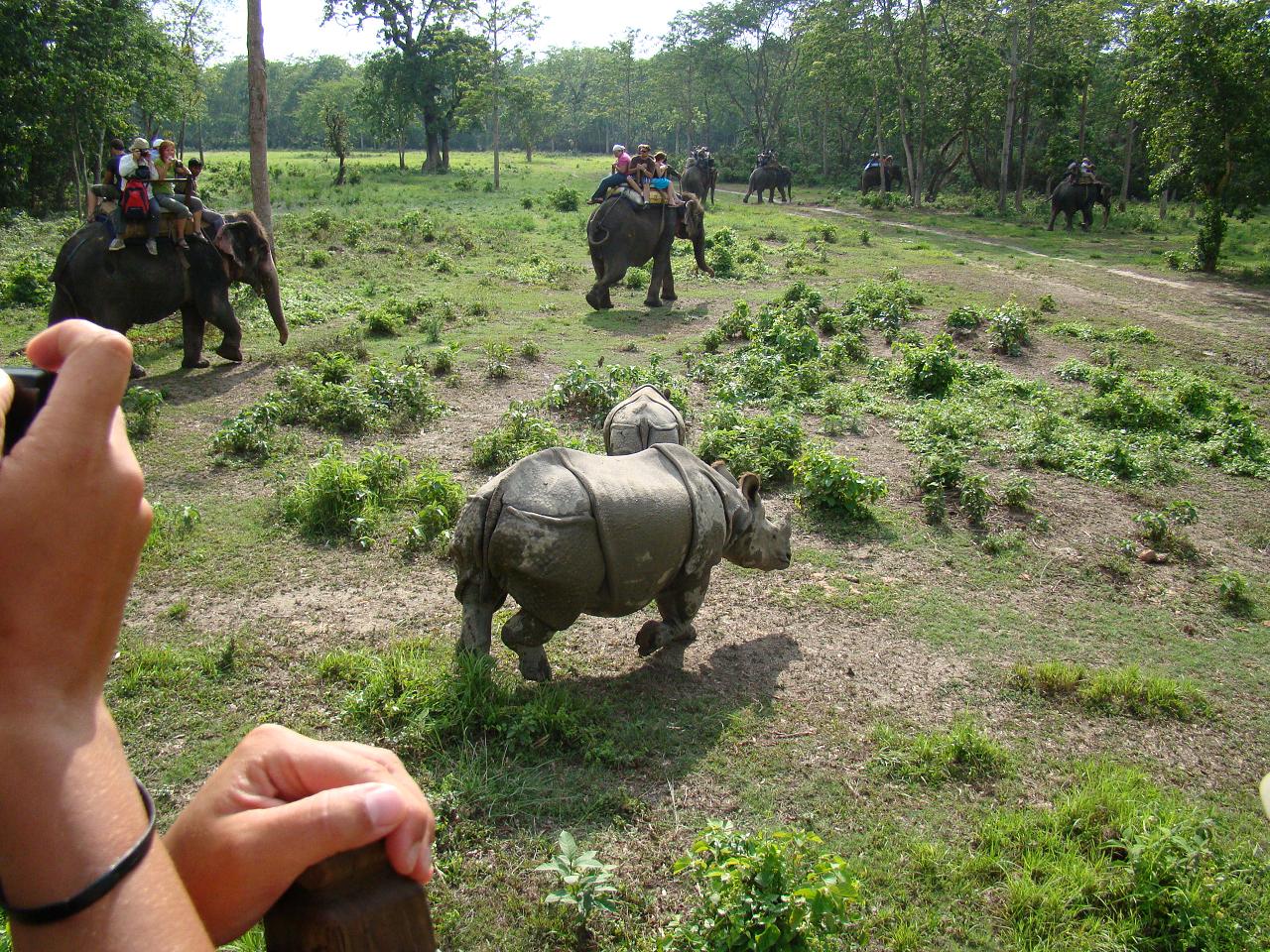 chitwan_elephant_safari033.jpg