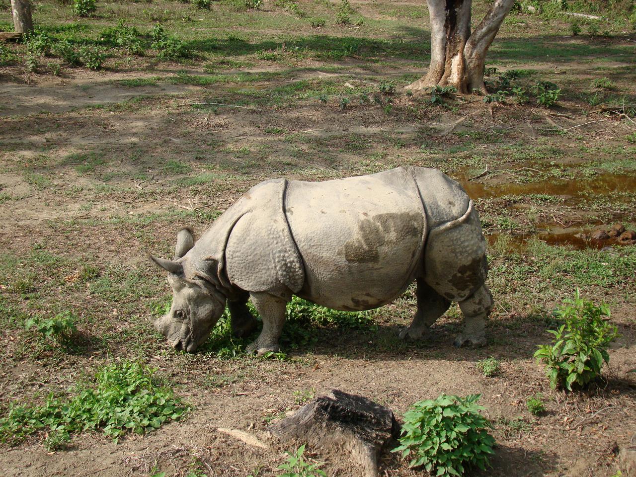 chitwan_elephant_safari039.jpg