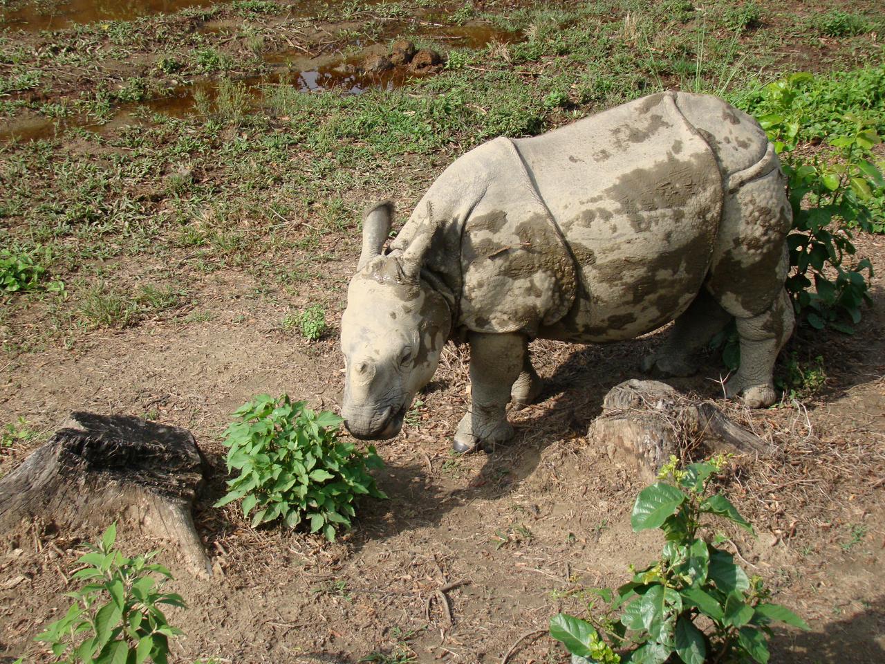 chitwan_elephant_safari044.jpg