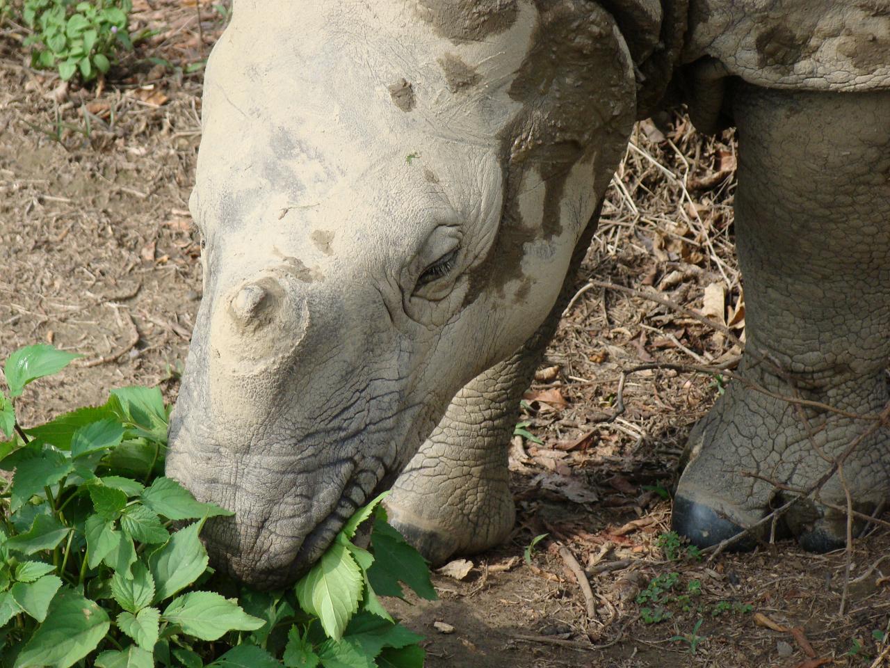 chitwan_elephant_safari045.jpg
