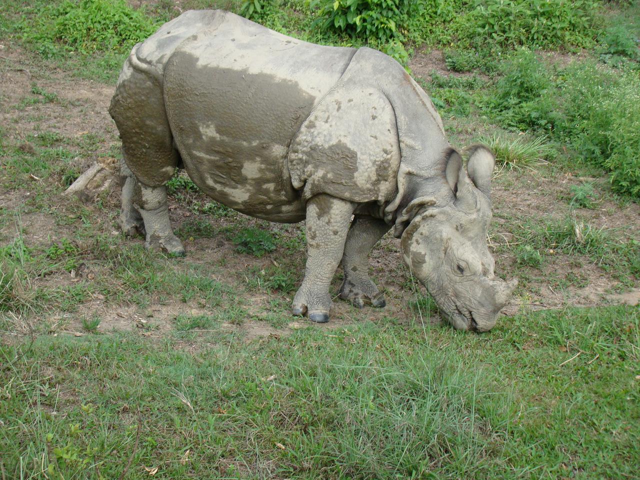 chitwan_elephant_safari056.jpg