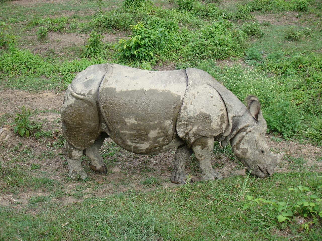 chitwan_elephant_safari058.jpg