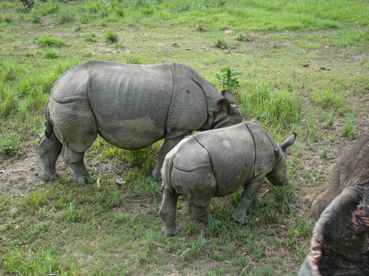 chitwan_elephant_safari068.jpg