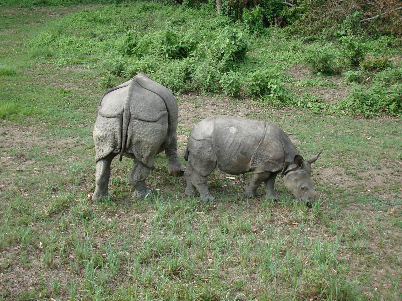 chitwan_elephant_safari070.jpg