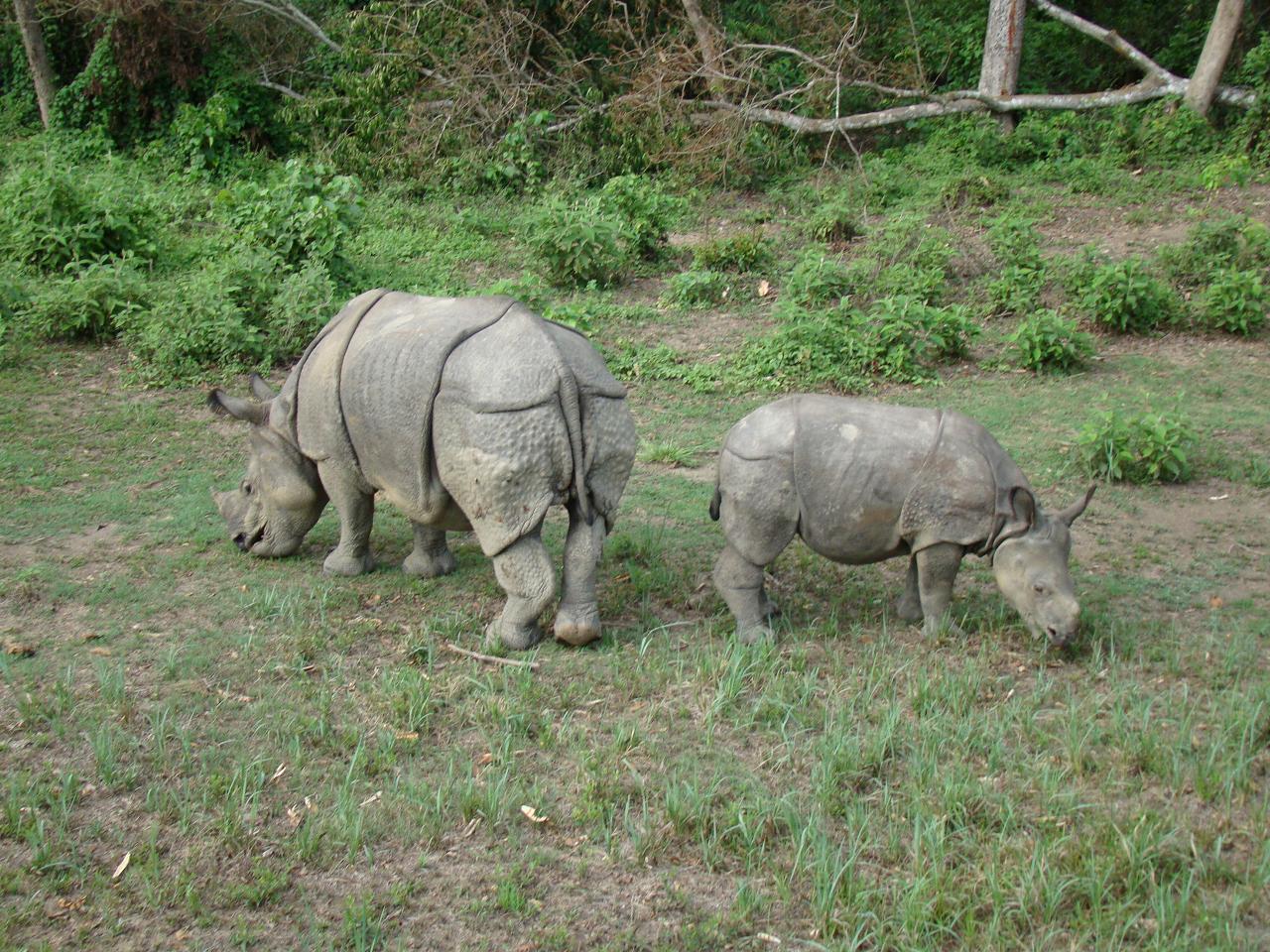 chitwan_elephant_safari071.jpg