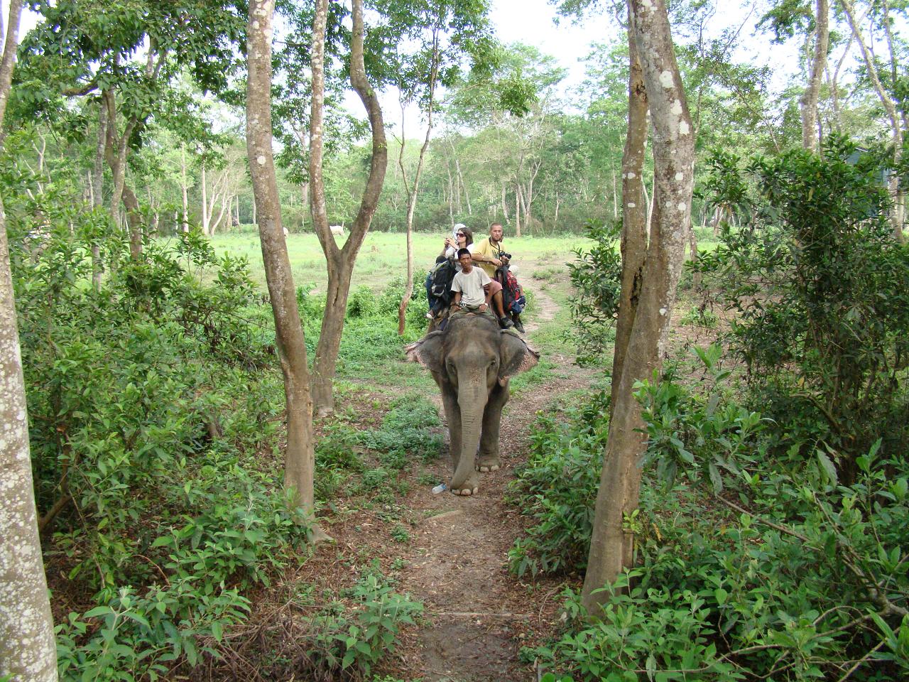 chitwan_elephant_safari073.jpg