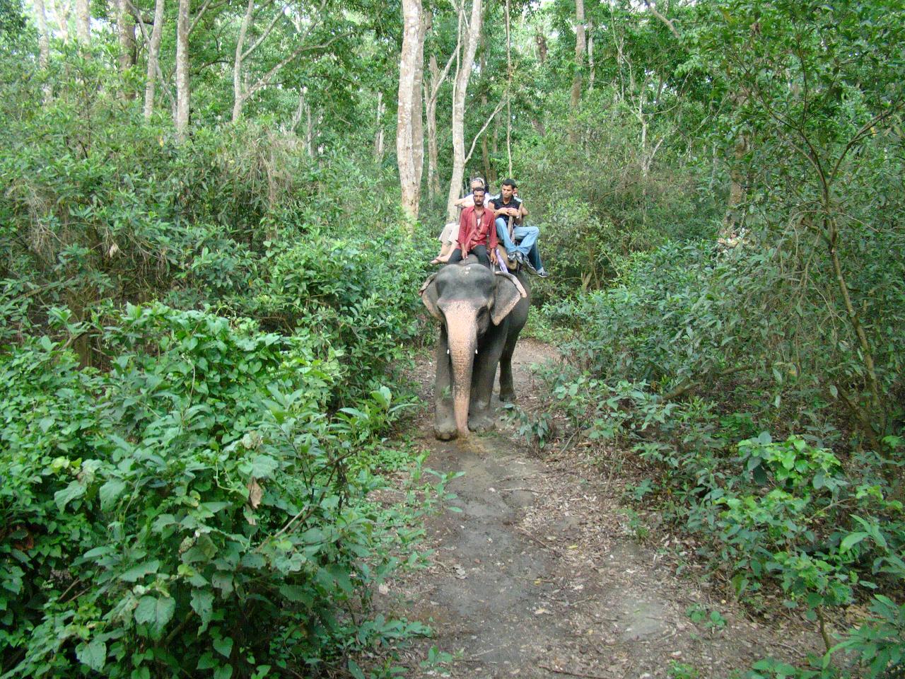 chitwan_elephant_safari076.jpg