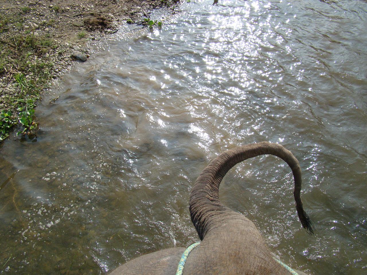 chitwan_elephant_safari091.jpg