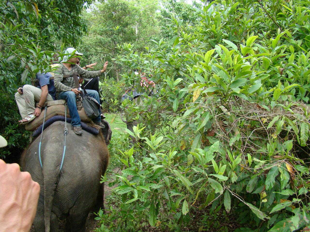 chitwan_elephant_safari124.jpg