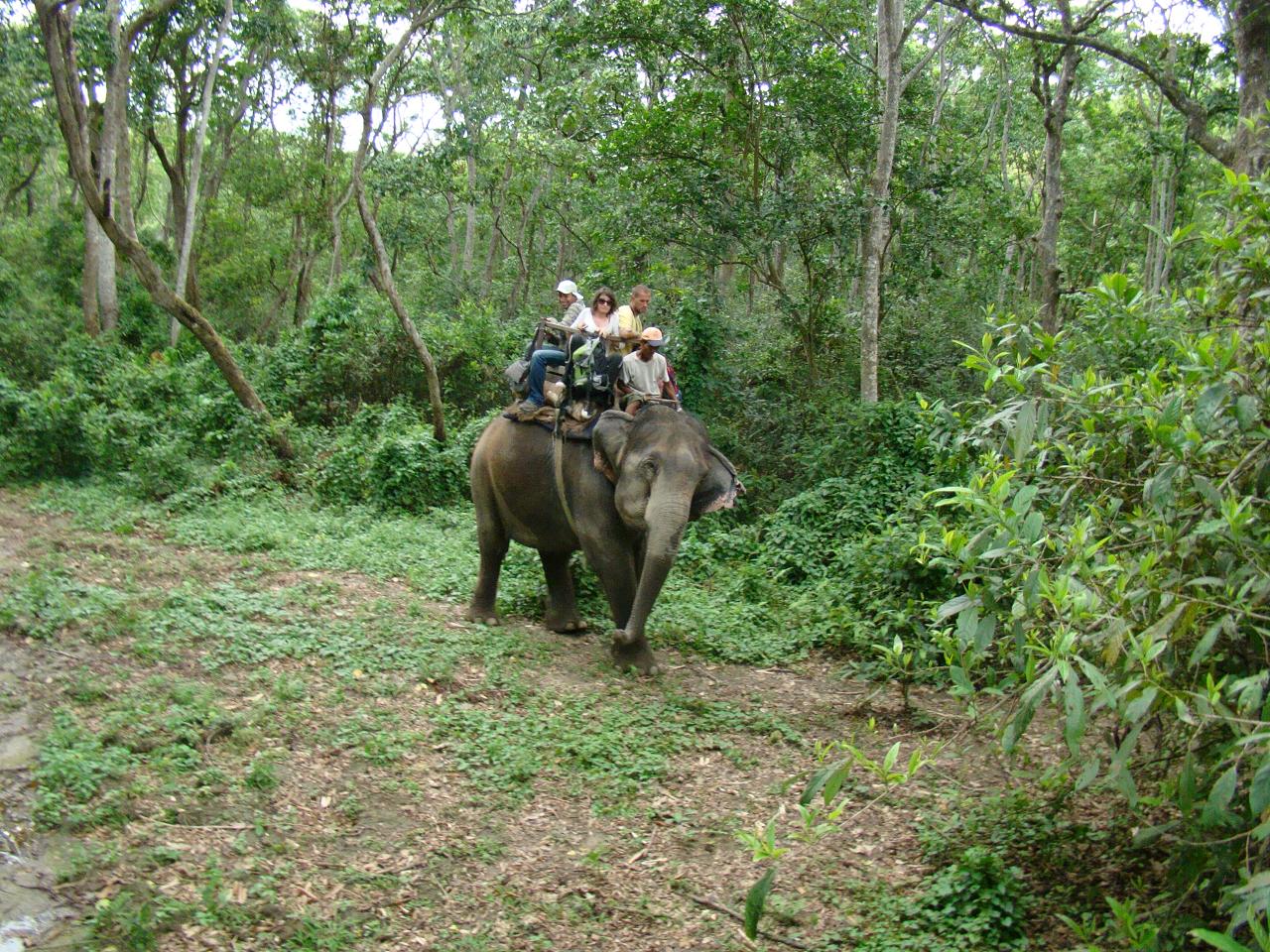 chitwan_elephant_safari130.jpg