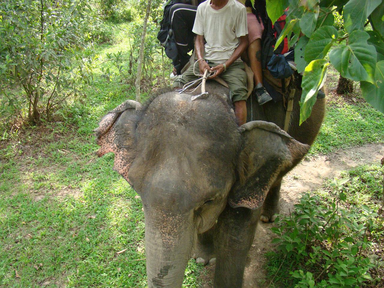chitwan_elephant_safari139.jpg