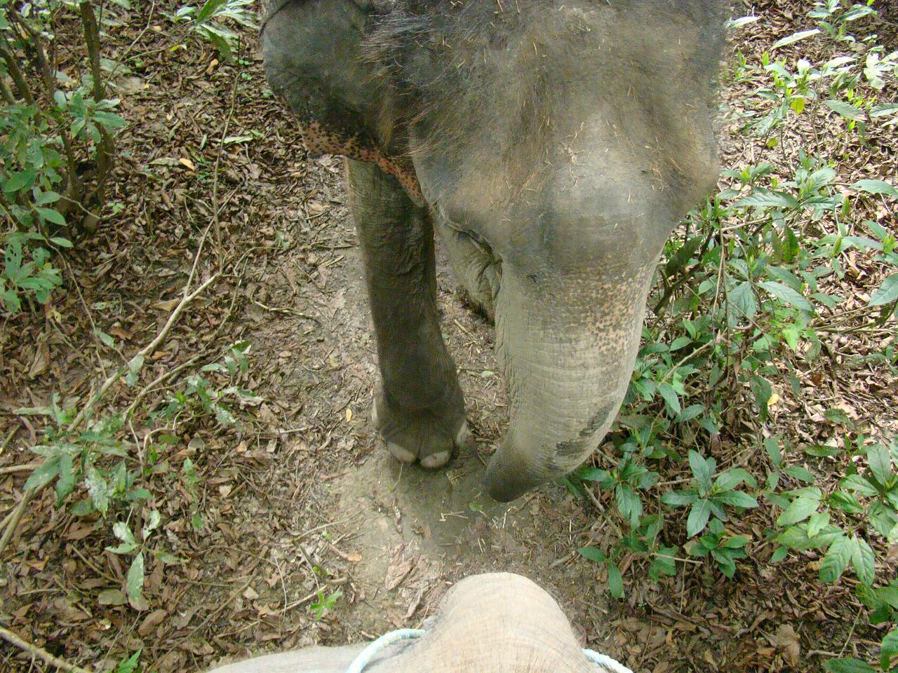 chitwan_elephant_safari141.jpg