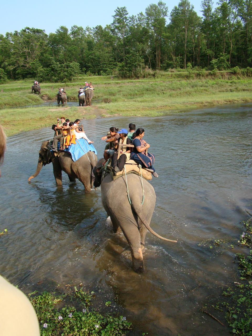chitwan_elephant_safari145.jpg