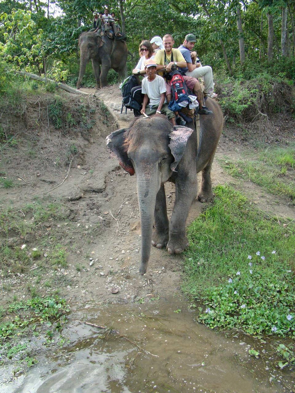 chitwan_elephant_safari149.jpg