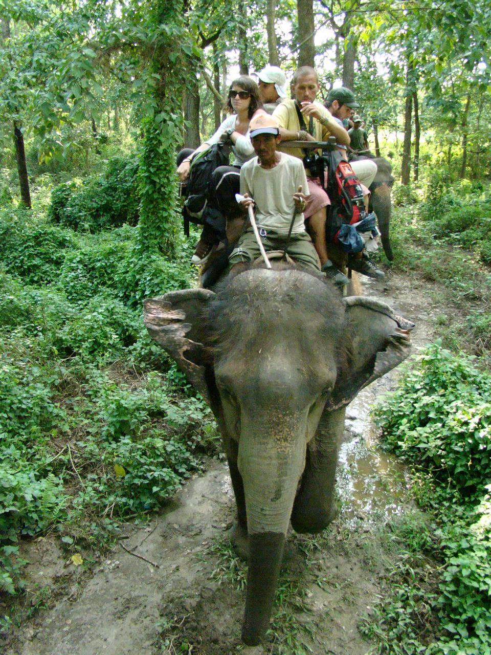 chitwan_elephant_safari171.jpg