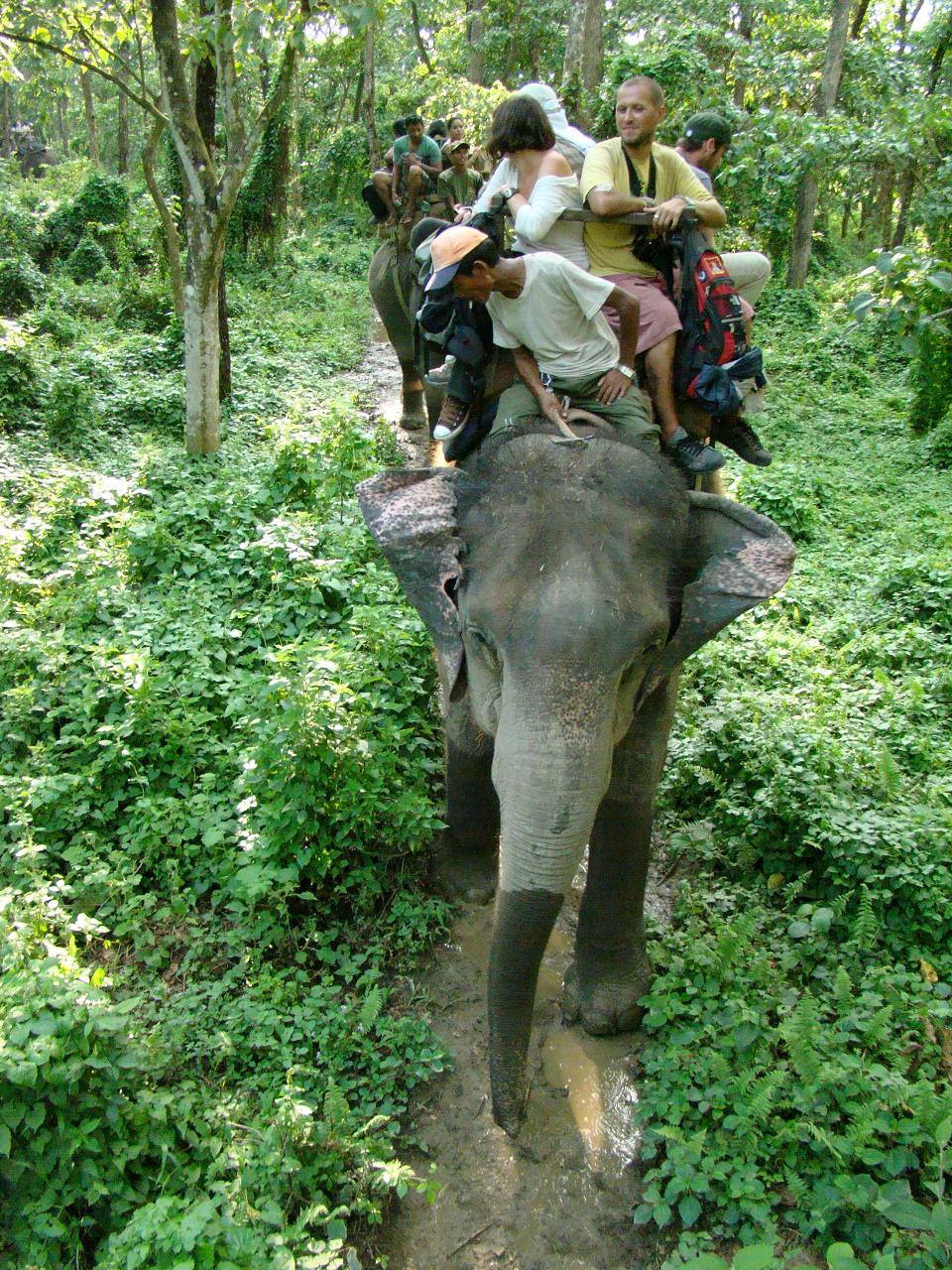 chitwan_elephant_safari173.jpg