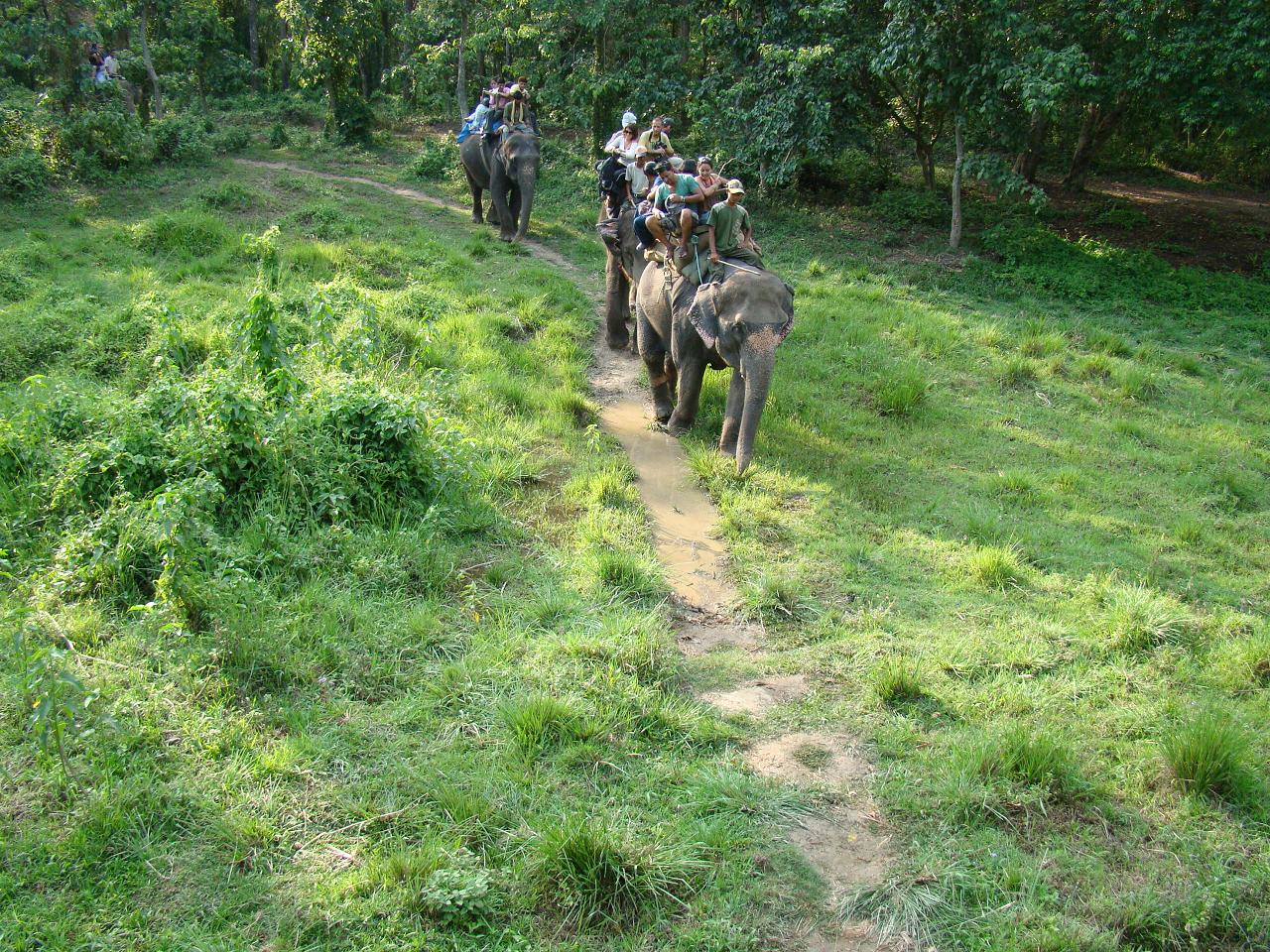 chitwan_elephant_safari183.jpg