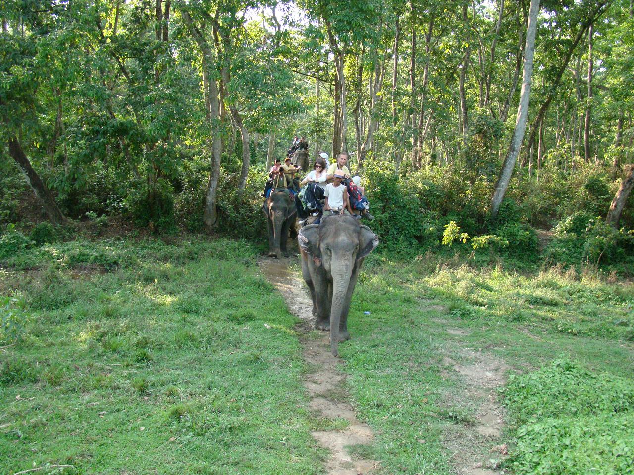 chitwan_elephant_safari190.jpg
