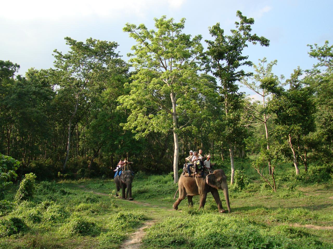 chitwan_elephant_safari191.jpg