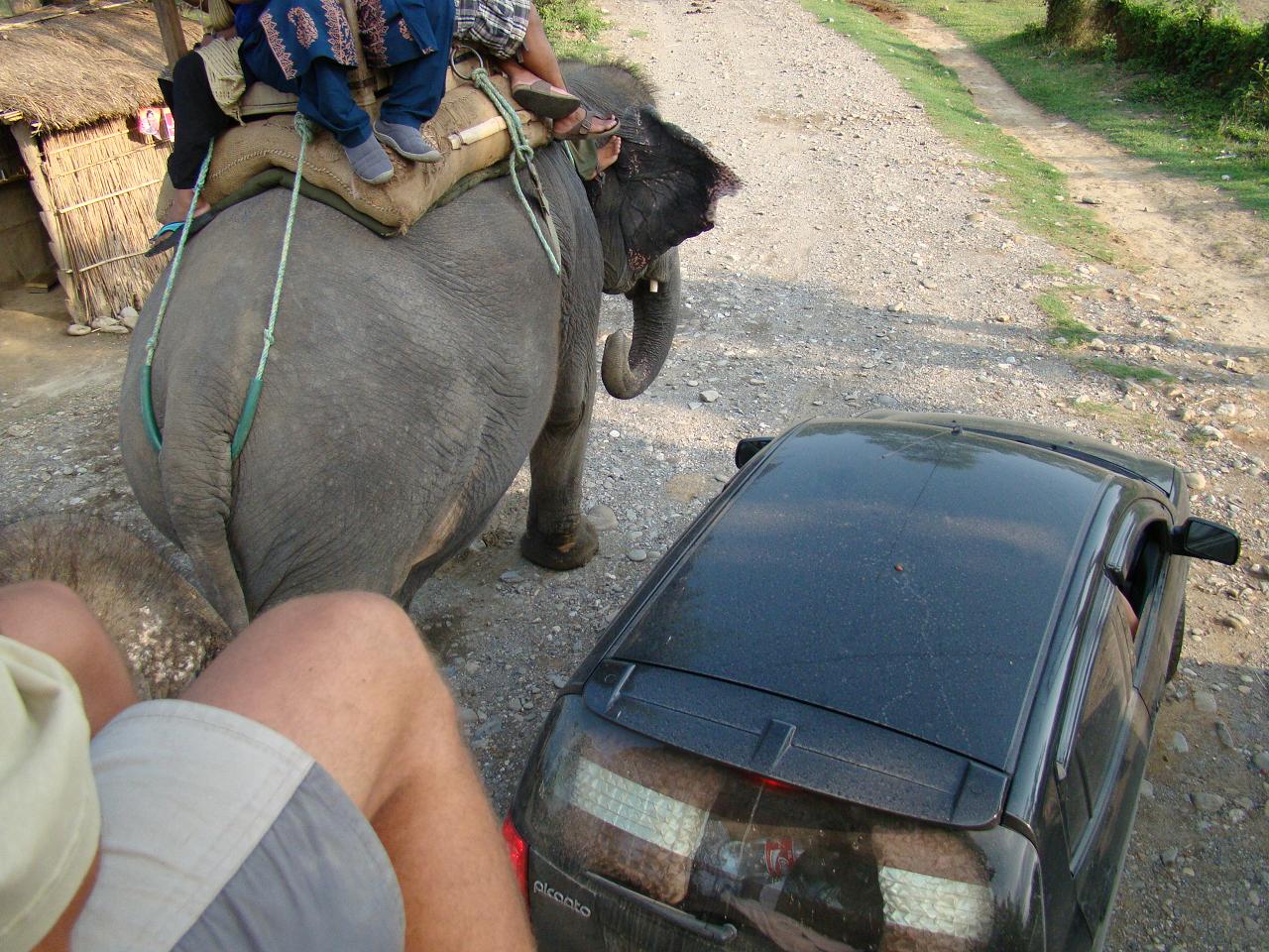 chitwan_elephant_safari199.jpg