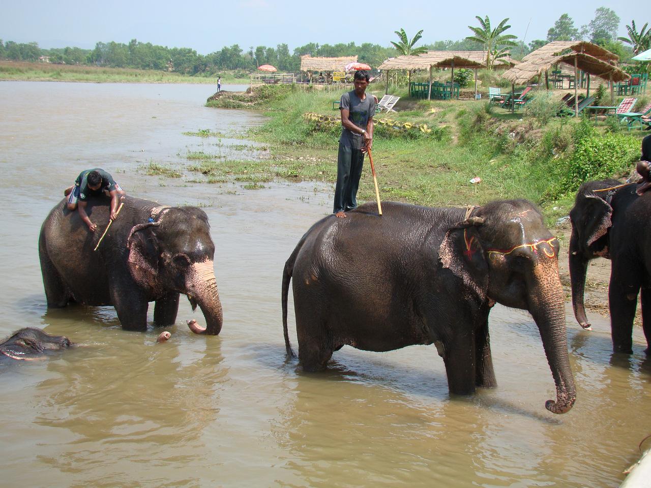 chitwan_elephants_bathing008.jpg