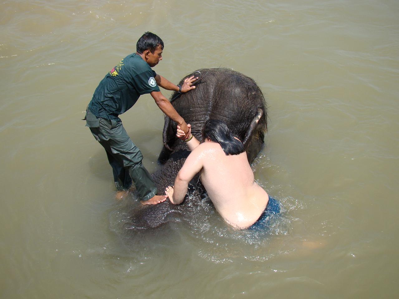 chitwan_elephants_bathing016.jpg