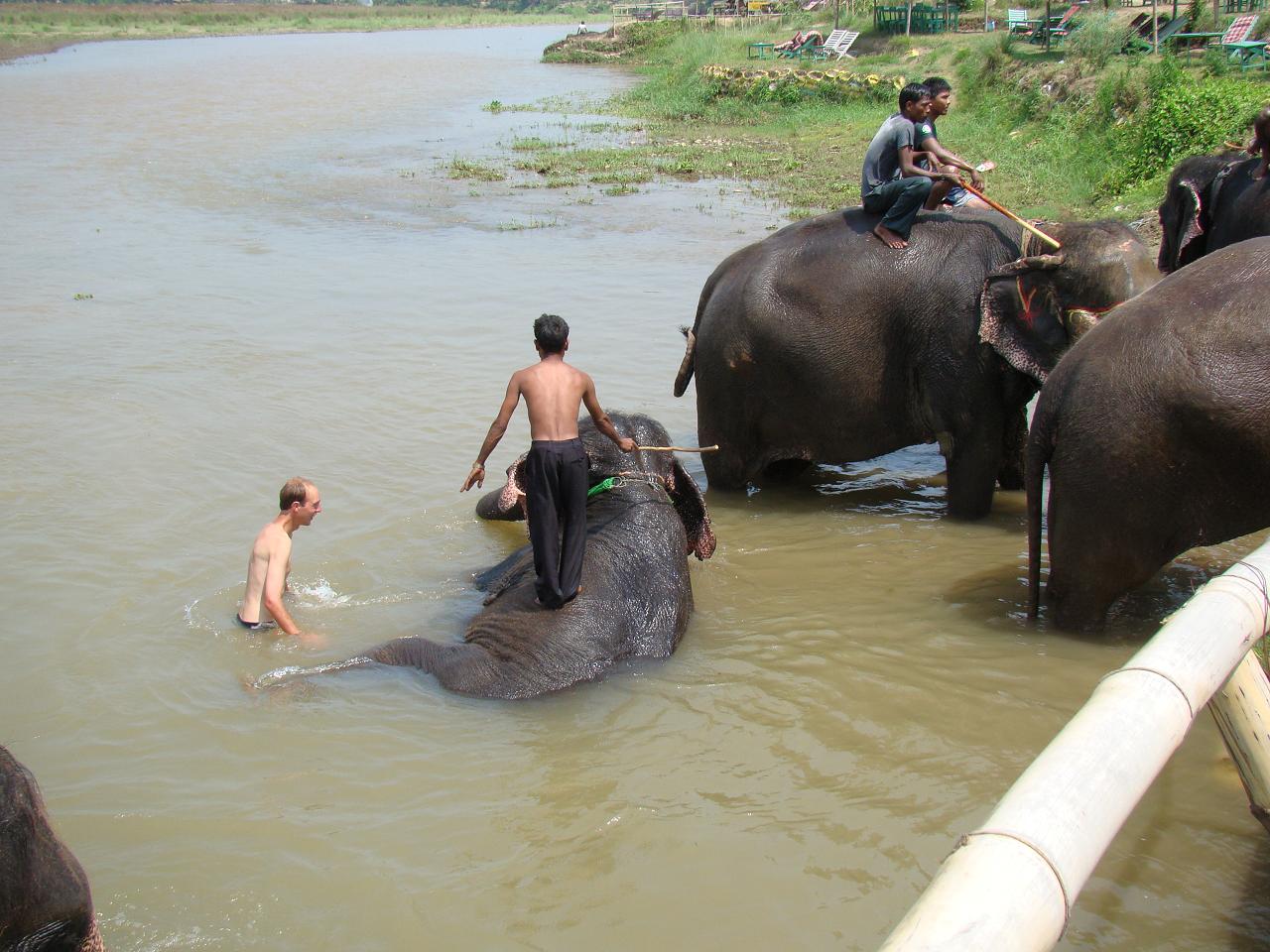 chitwan_elephants_bathing017.jpg