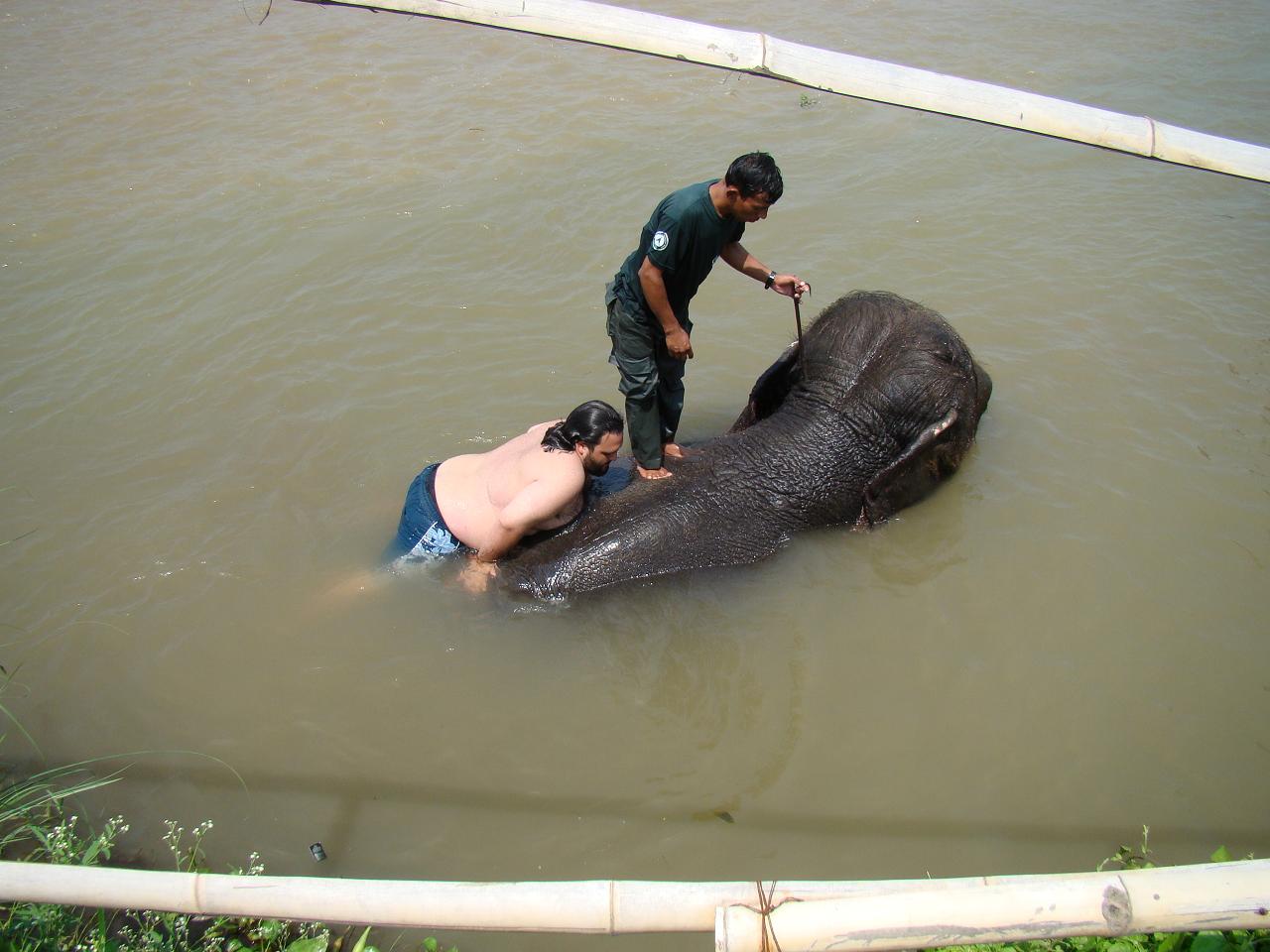 chitwan_elephants_bathing020.jpg